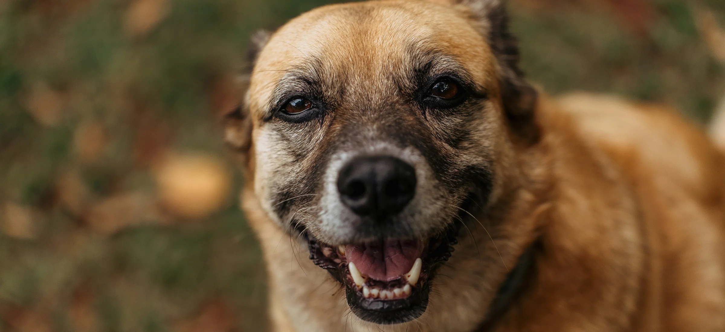 A smiling brown rescue dog with a red name tag on its collar
