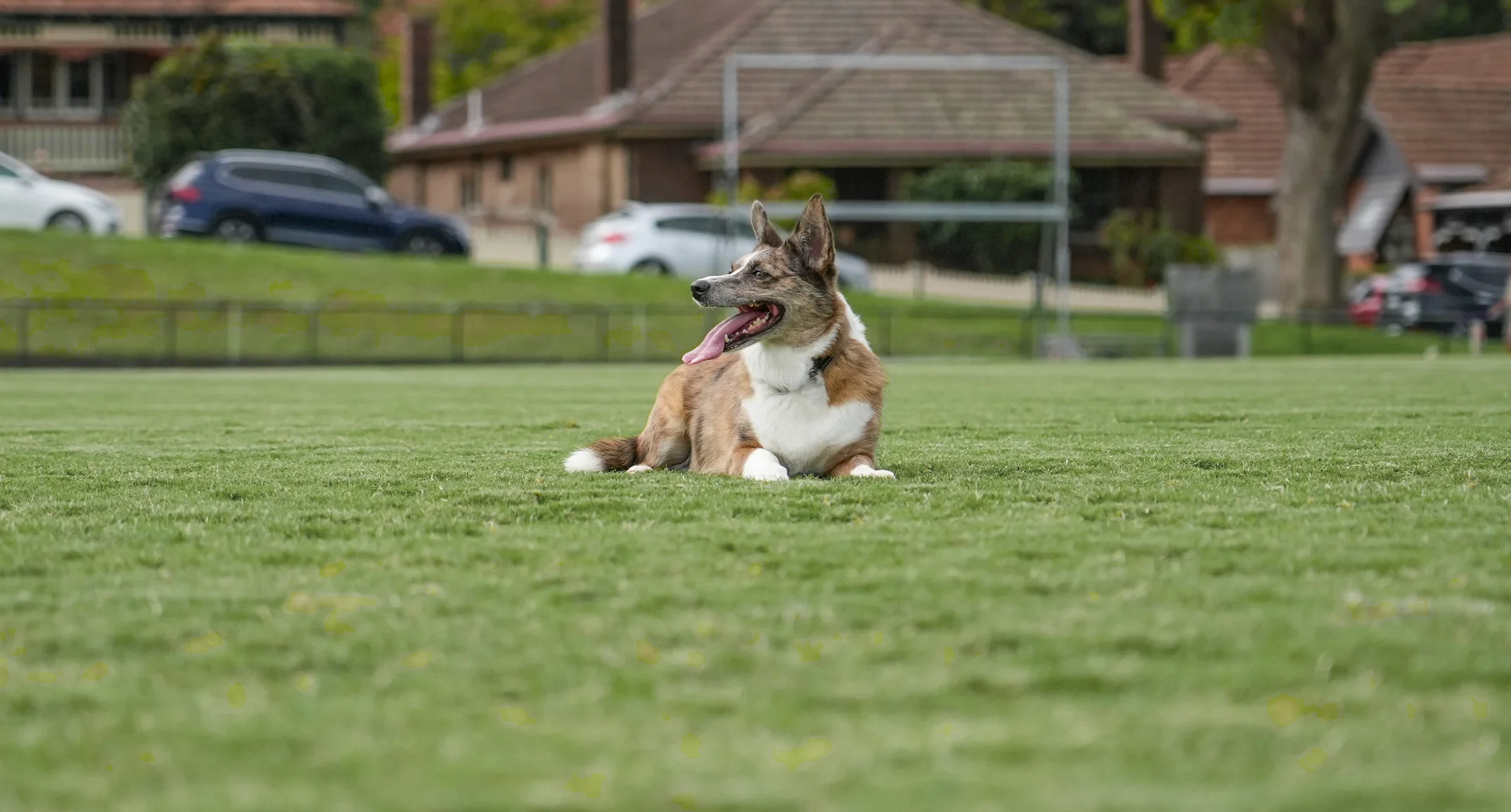 A rescue dog resting on a sunny playing field near family homes