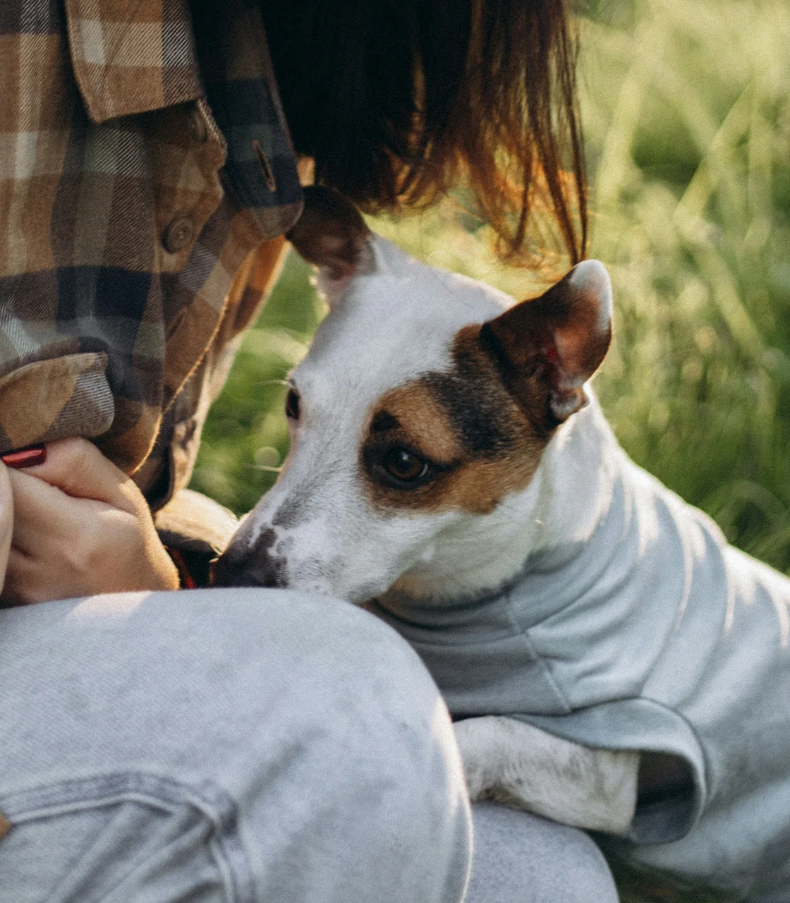 A foster volunteer strokes a recovering terrier mix wearing a grey sweater