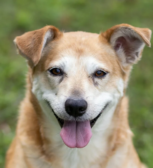 Bo, a tan and white lab mix with a grey muzzle, smiling on the grass