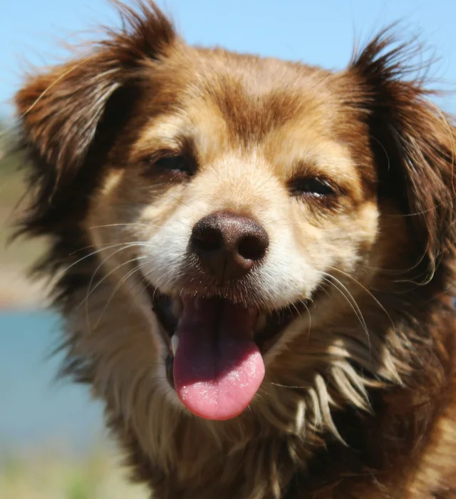 Juniper, a fluffy brown spaniel mix, smiling with her tongue out by the river