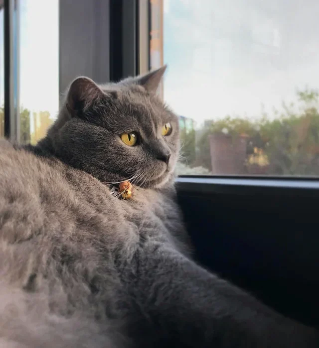 Mochi, a grey shorthair cat, resting by a sunny window