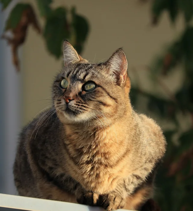 Saffron, a brown tabby cat with green eyes, sitting in the evening sun
