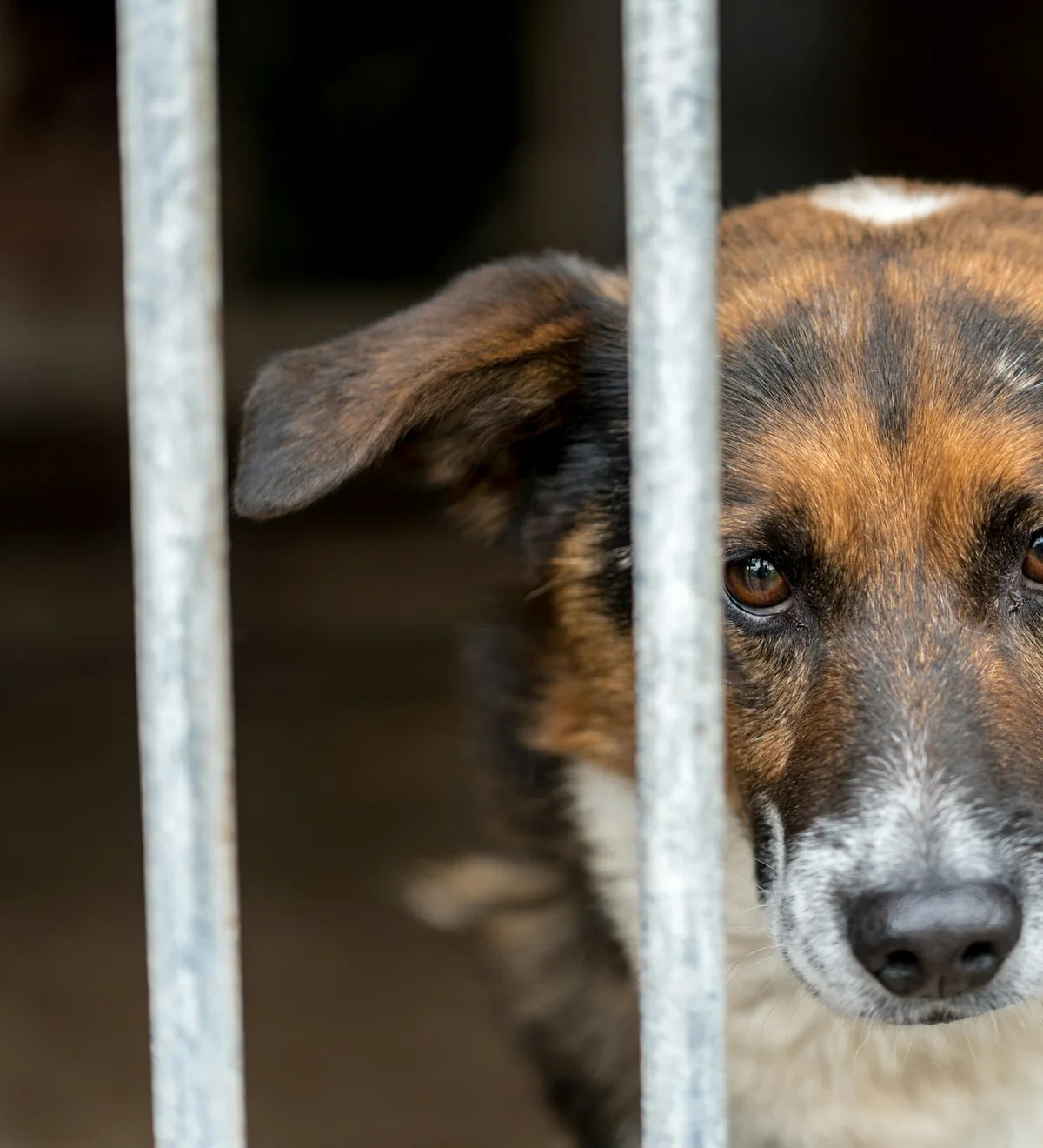 Ziggy on intake day, looking out from behind the bars of a shelter kennel