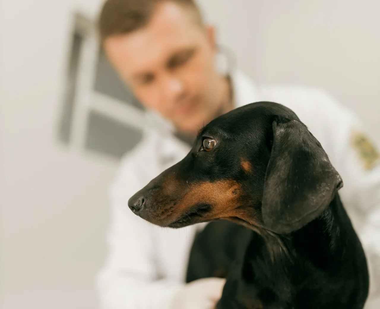 Our Foster Road vet checks a black and tan dachshund during an intake exam