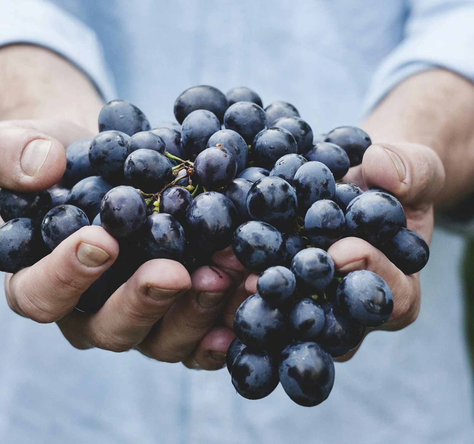 Two hands holding a bunch of dark Syrah grapes just cut from the vine