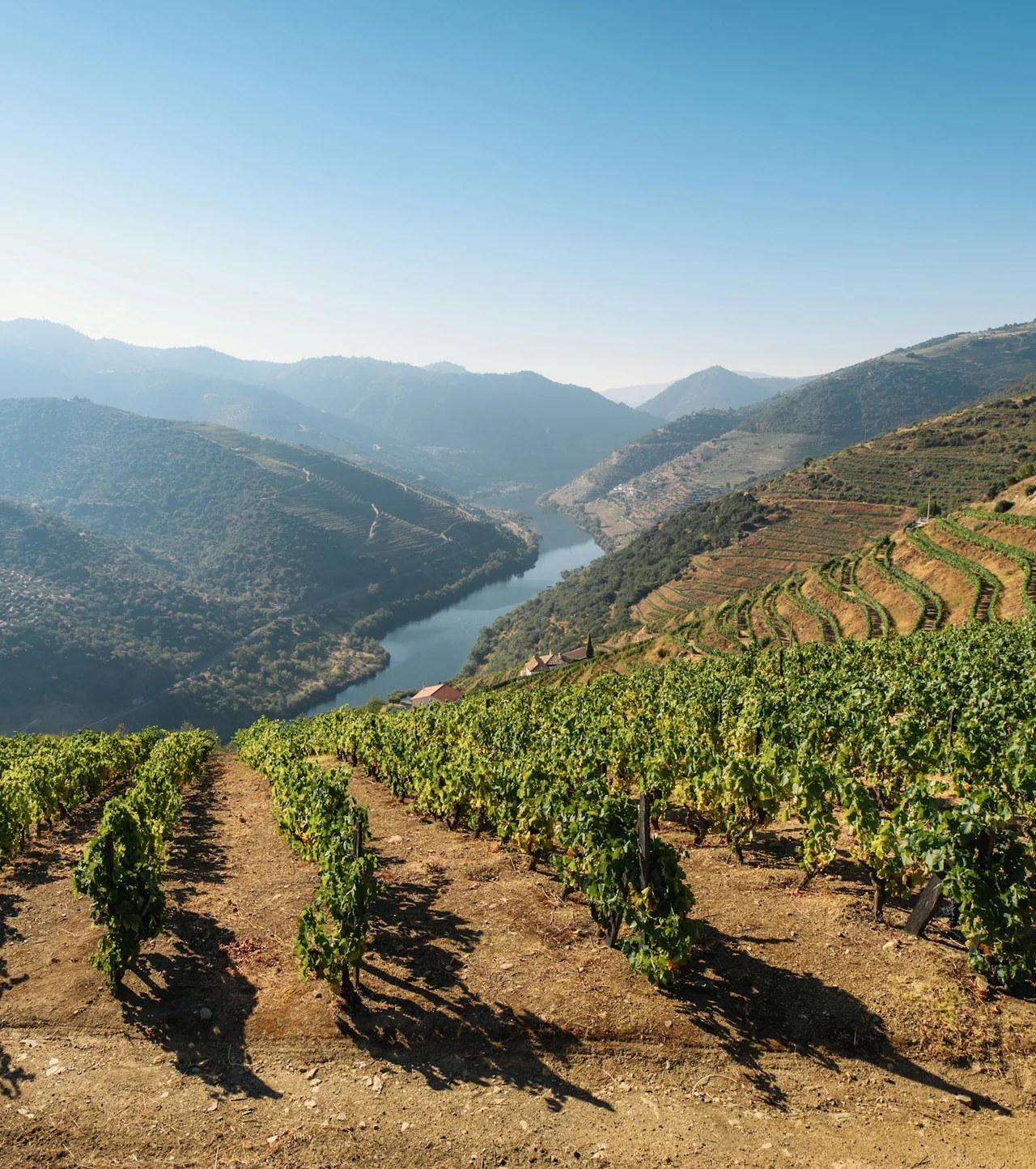 The river seen from the top of the vines, terraces on the far bank