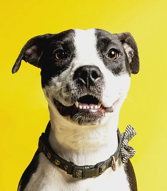 Pepper, a black-and-white rescue dog, grinning on a yellow backdrop