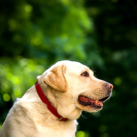 Biscuit, a yellow Labrador