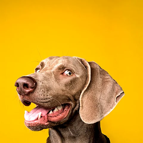 Juno, a grey Weimaraner