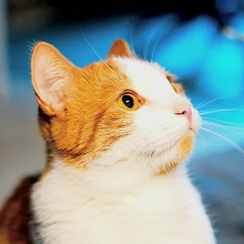 Miso, a ginger-and-white cat