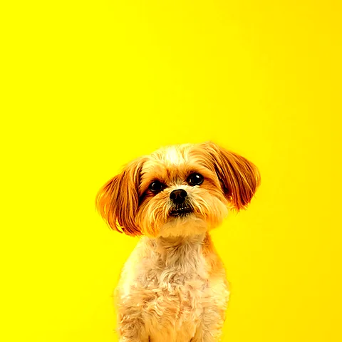 Waffles, a small fluffy Shih Tzu