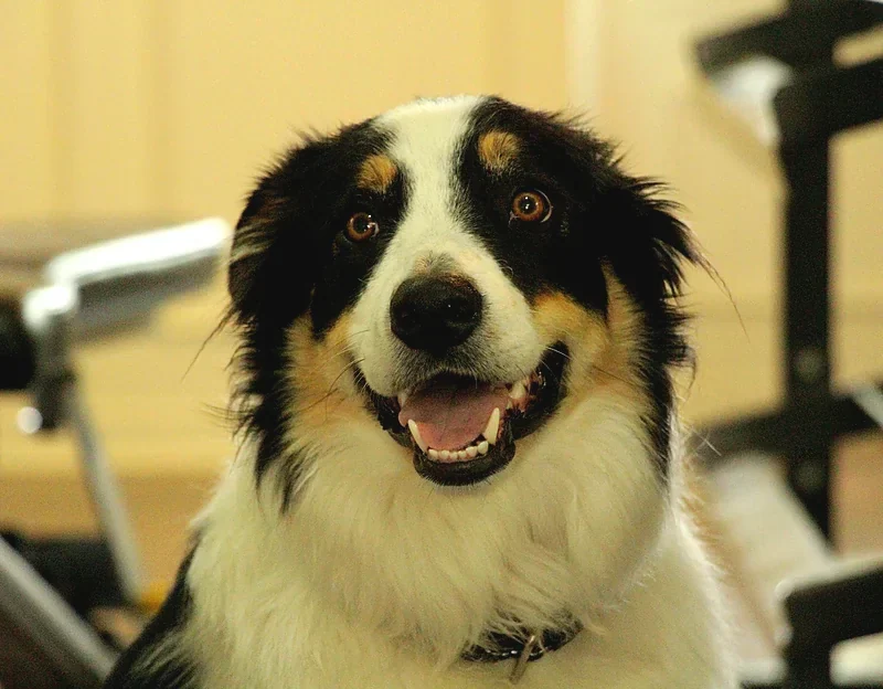 A happy tricolour collie grinning in the Tailwise rehab gym