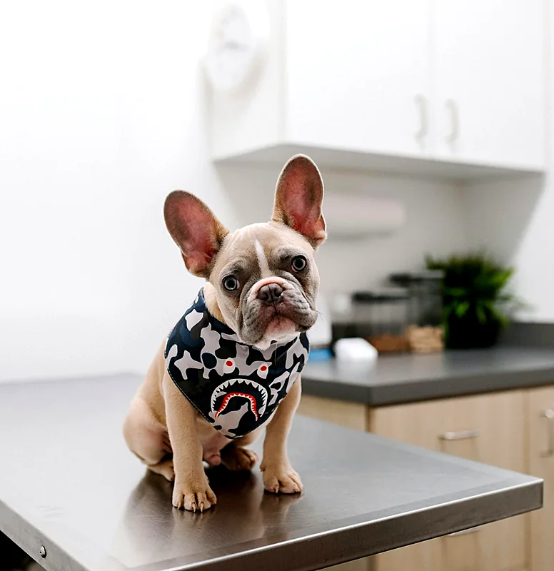 A French bulldog in a bandana sitting calmly on a bright exam table