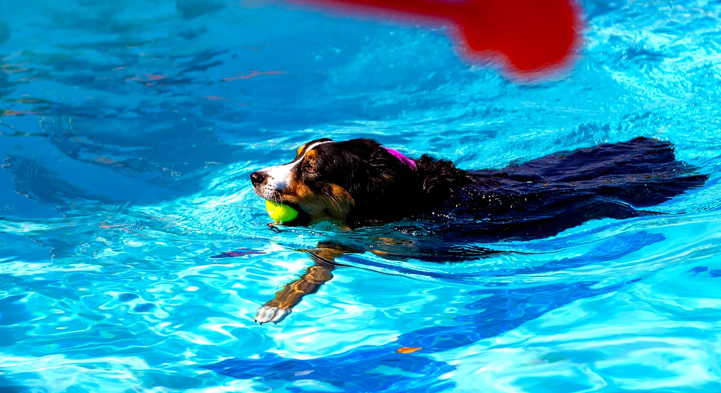 A golden retriever and a doodle splashing together in a bright turquoise pool