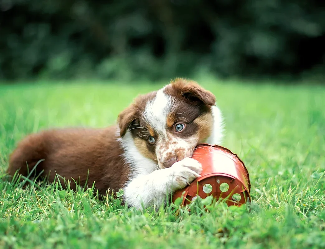 A golden retriever puppy sitting on yellow balance steps in a sunny playroom
