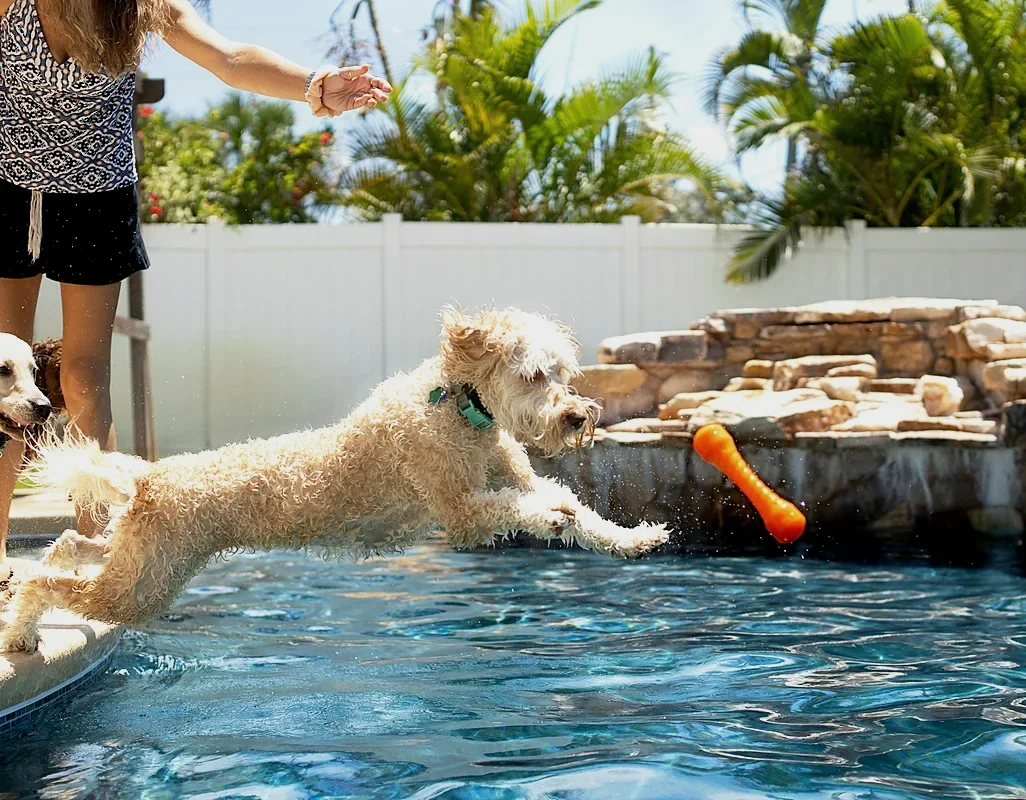 A springer spaniel swimming with a red ball in sparkling blue water