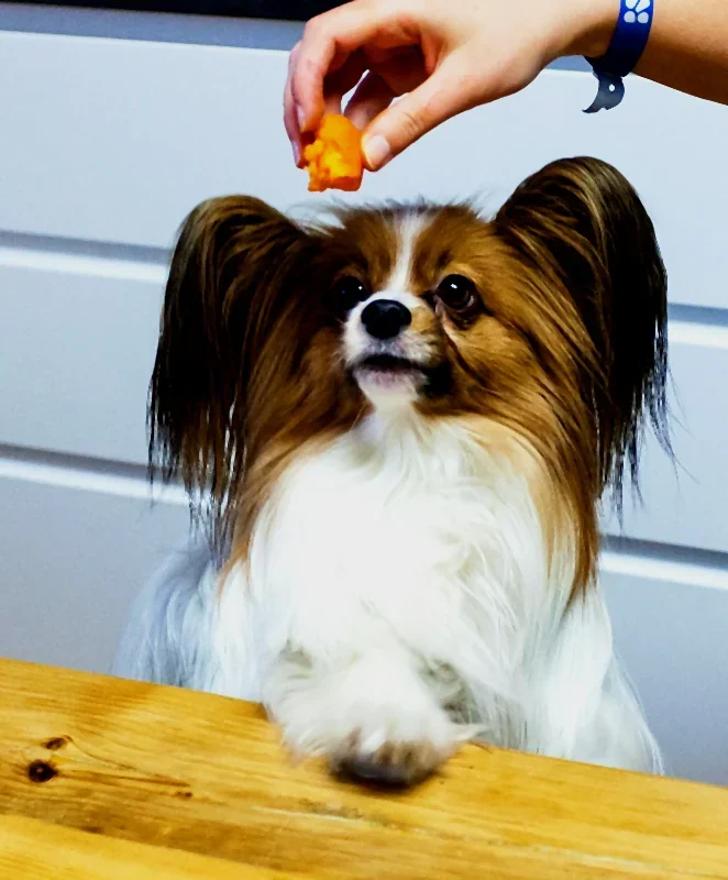A papillon waiting politely for a carrot treat at the training table