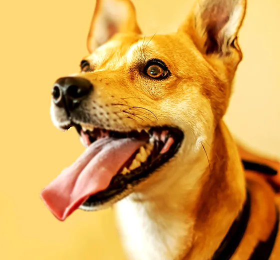 Mango, a tan rescue dog with his tongue out, on a yellow backdrop