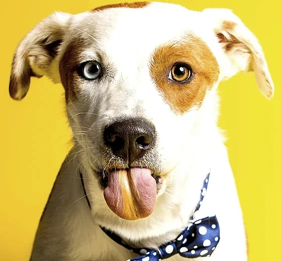 Pickle, a white and brown terrier mix in a polka-dot bow tie, on a yellow backdrop