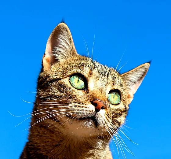 Olive, a green-eyed tabby cat, against a bright blue sky