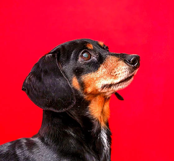 Frankie, a black and tan dachshund, on a bright red backdrop