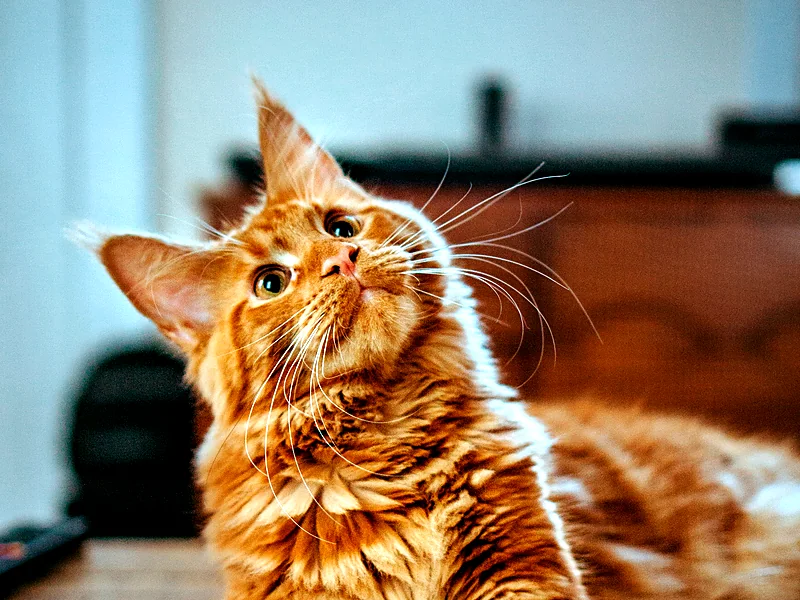 A fluffy ginger cat lying on a table and looking up playfully