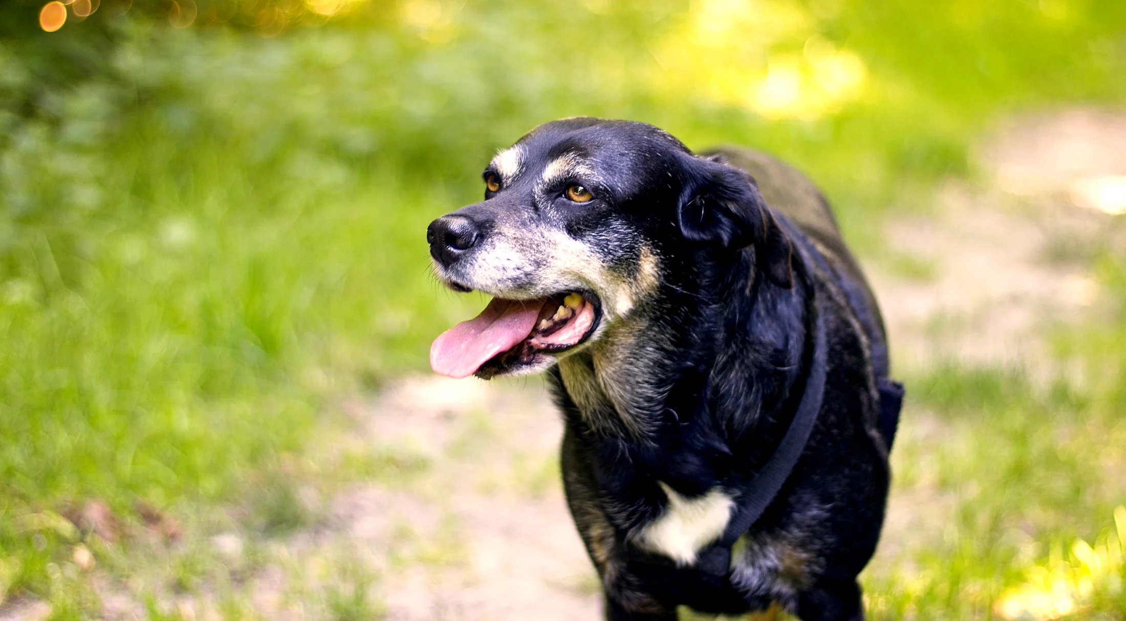A black senior dog with a silver muzzle trotting happily along a sunny woodland path