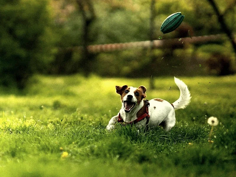 A Jack Russell terrier leaping for a flying toy on a bright green lawn