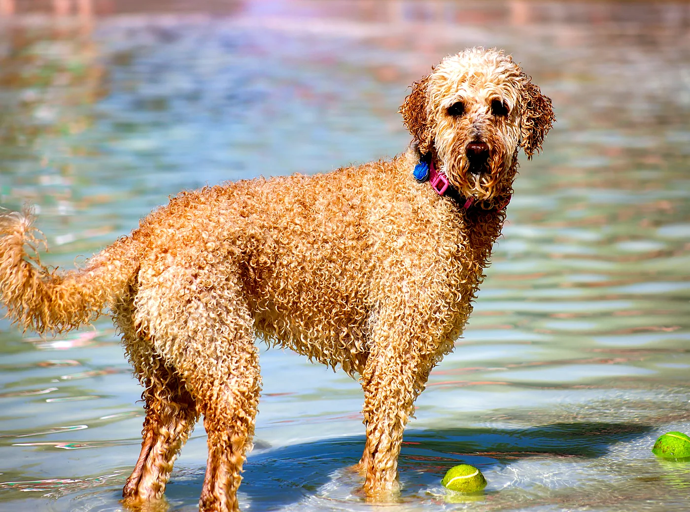 A curly golden doodle standing in shallow pool water beside two tennis balls