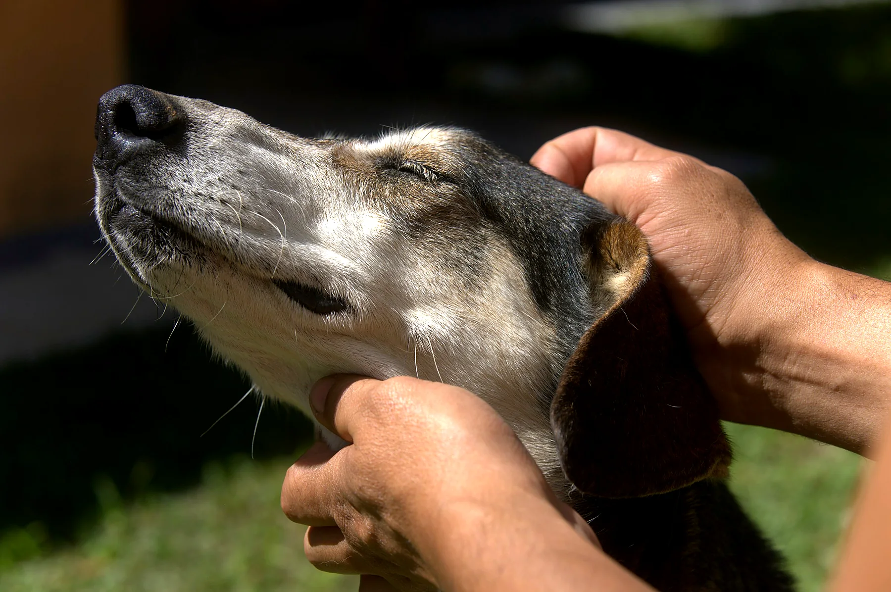 A relaxed senior dog with eyes closed enjoying a gentle neck massage outdoors