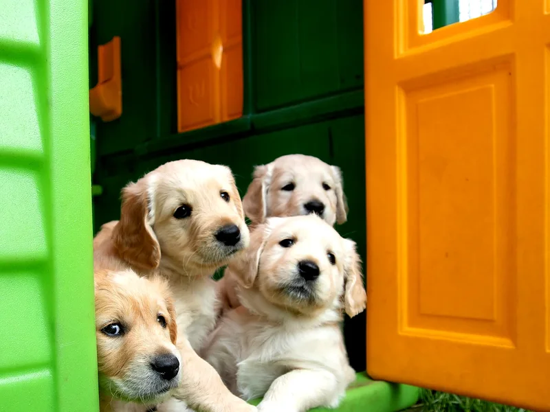 Three golden retriever puppies peeking out of a bright green toy playhouse