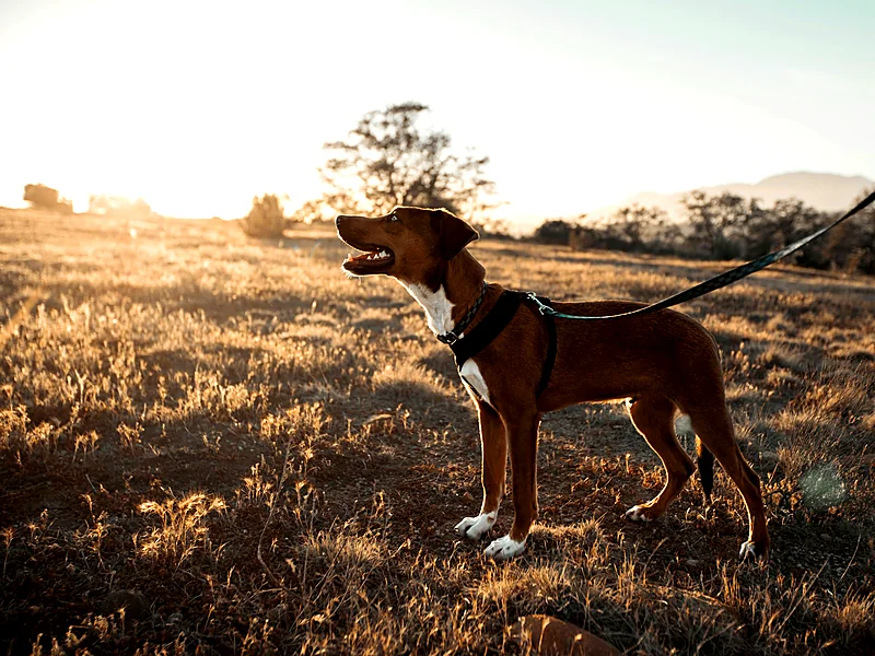 A brown dog on a lead standing alert in a golden field at sunset