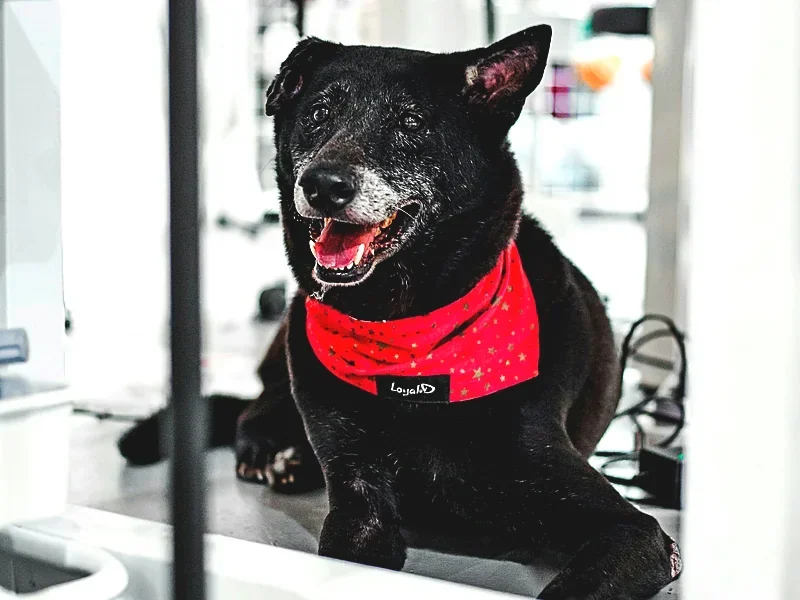 A happy black dog in a red bandana resting on a treatment table at the clinic