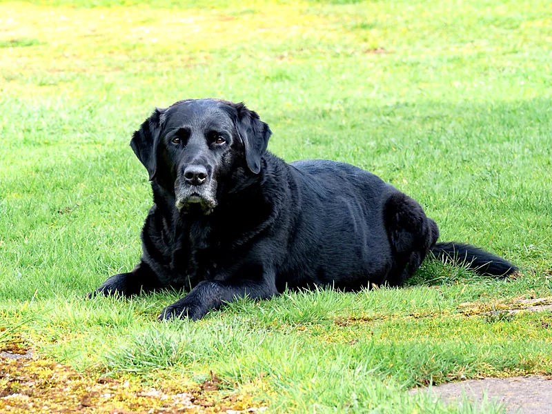 An older black Labrador lying contentedly on a sunny lawn