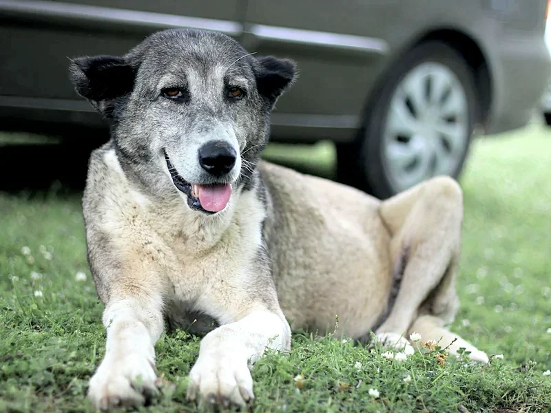 A grey-muzzled dog lying on fresh green grass, smiling with its tongue out
