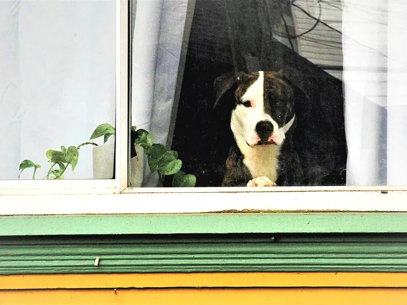 A black and white dog watching from a window above a bright green and yellow sill