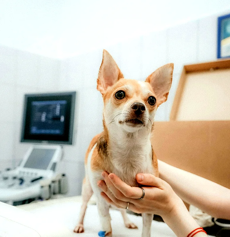 A chihuahua being gently held during a physio check