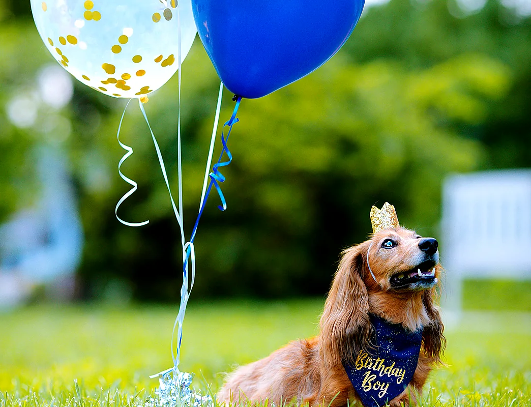 A dachshund in a party bandana sitting on grass beside balloons