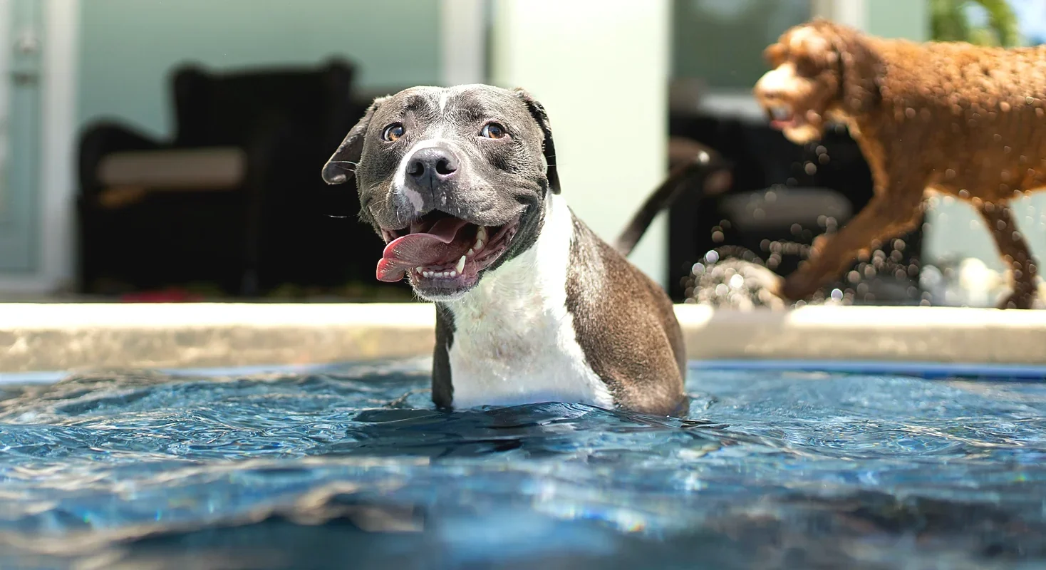 A smiling pit bull standing in a sparkling blue pool