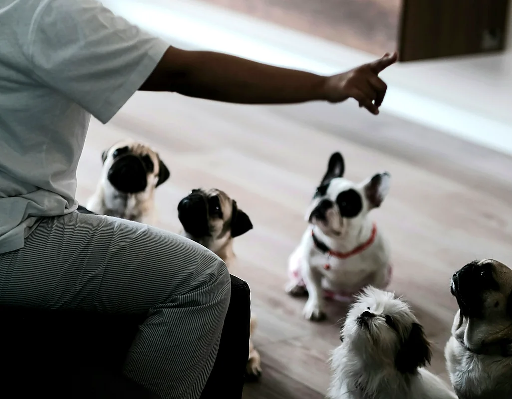 A trainer giving a hand signal to a row of attentive puppies