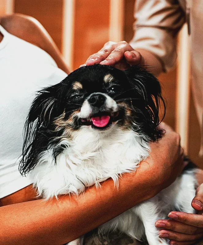 A happy little dog being cuddled at the front desk