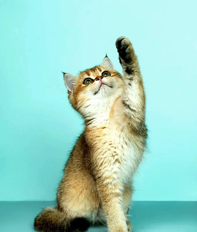 A fluffy kitten raising a paw against a bright aqua backdrop