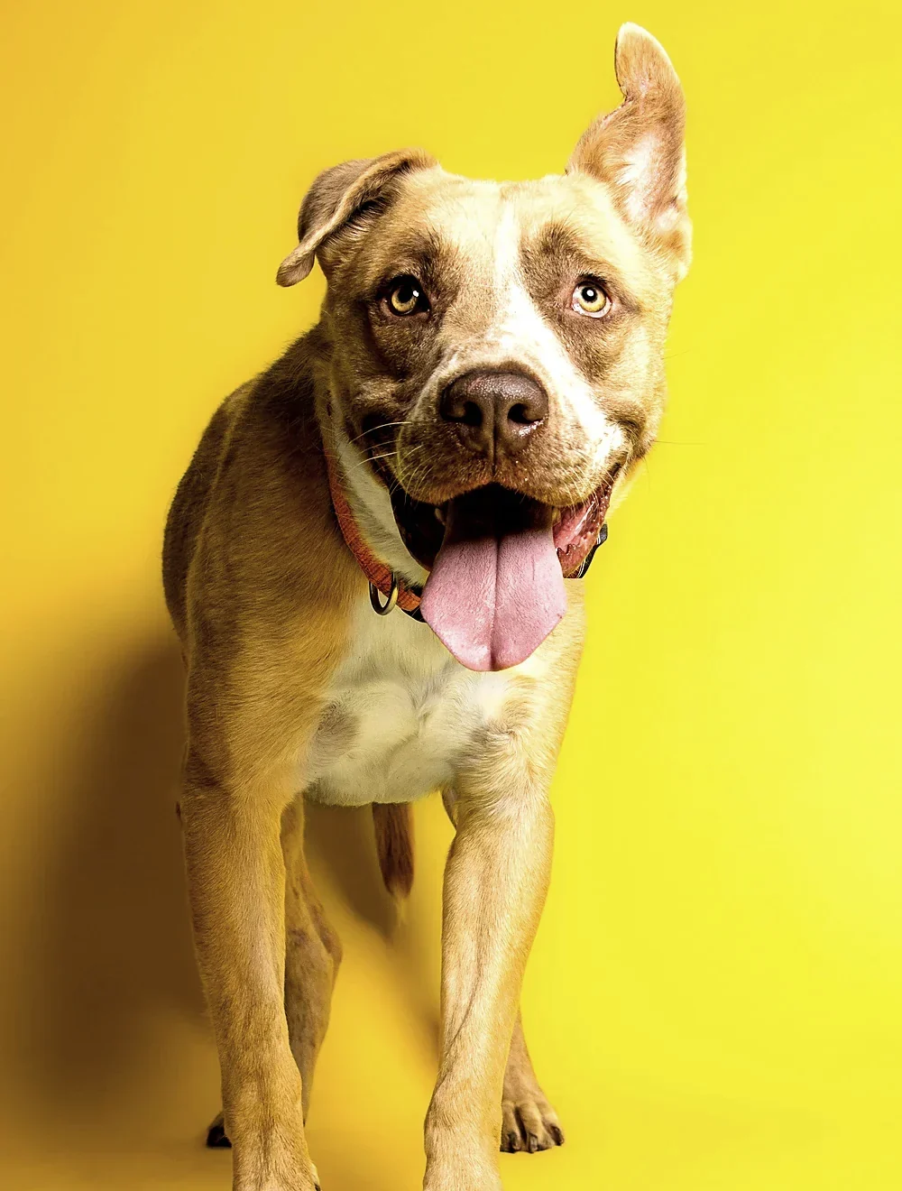 A joyful tan dog with its tongue out against a bright yellow backdrop