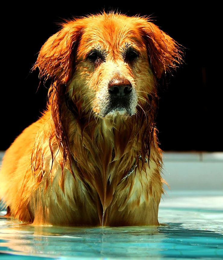 A happy spaniel swimming in a bright blue pool with a red ball in its mouth