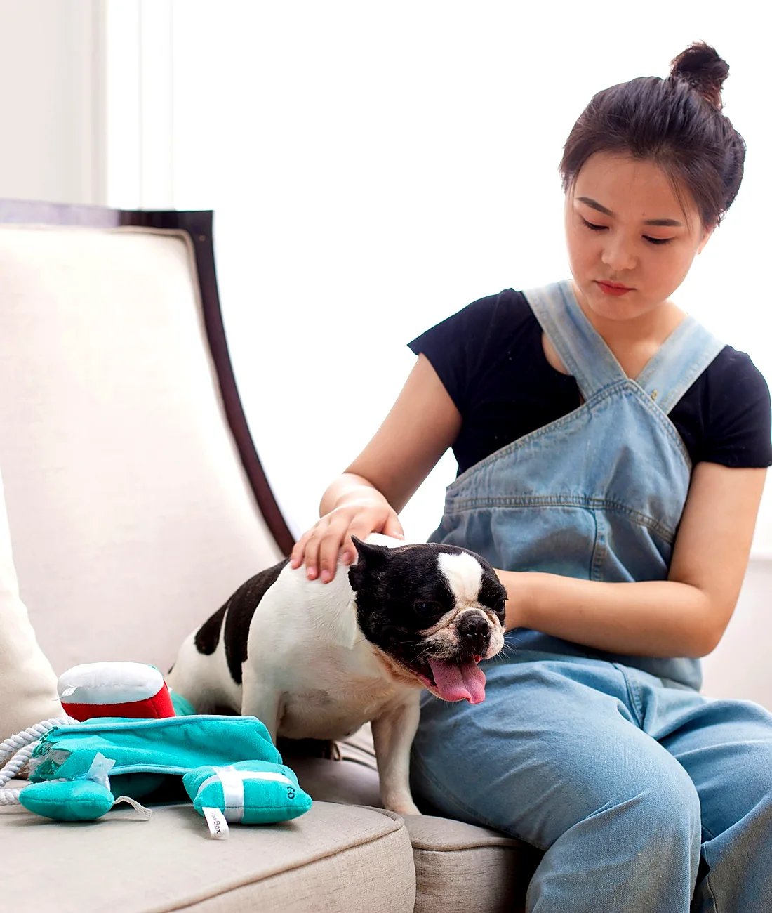A therapist gently checking a French bulldog on a soft studio sofa