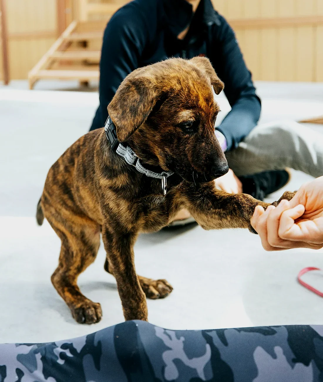 A brindle puppy taking a treat from a trainer's hand during a session