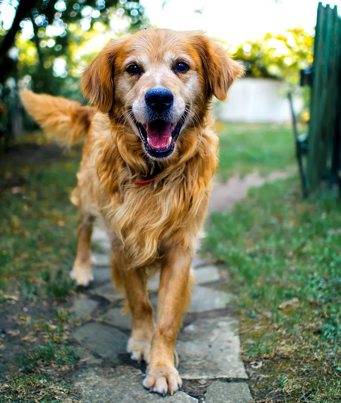 A happy golden retriever trotting down a sunny garden path
