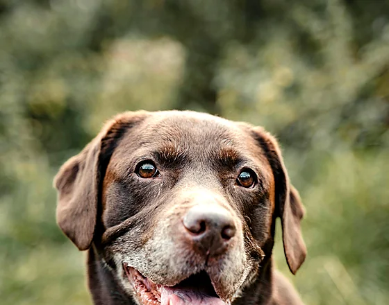 Biscuit, a chocolate Labrador, smiling on the grass