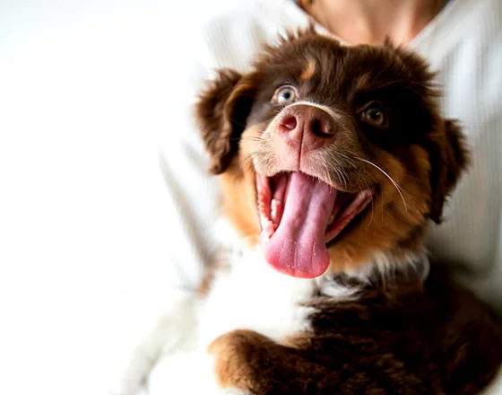 Luna, a red puppy, happily sticking her tongue out